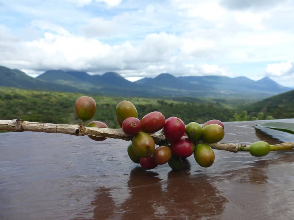 Coffee Beans On Branch