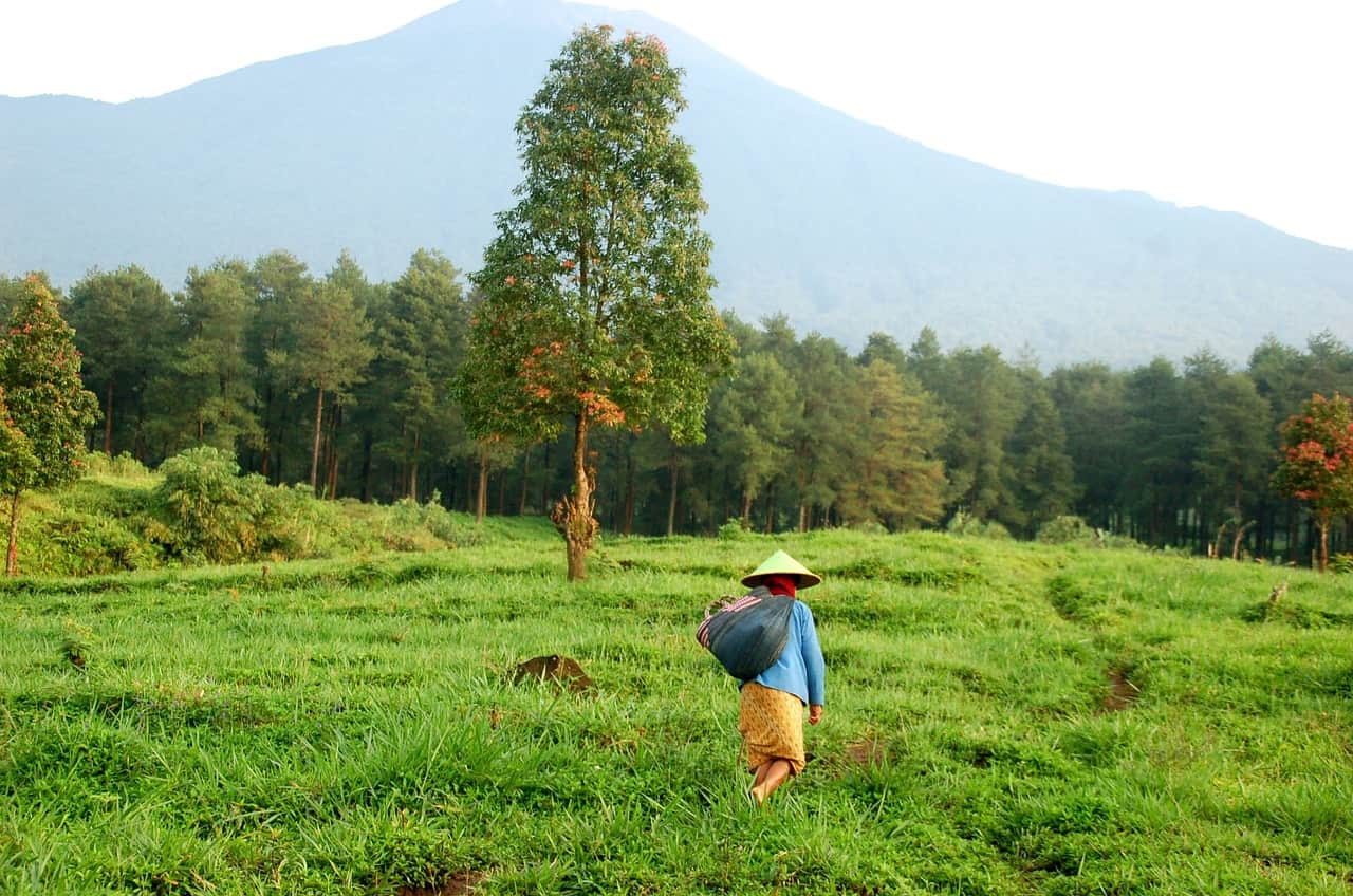 Coffee Bean Field Worker